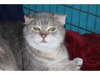 Adopt Phoebe a Gray or Blue Domestic Mediumhair (medium coat) cat in House