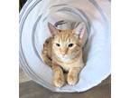 Adopt Mr Mandarin a Orange or Red Tabby Domestic Shorthair / Mixed (short coat)