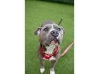 Adopt Calla Lily a Gray/Blue/Silver/Salt & Pepper Mixed Breed (Large) / Mixed