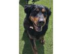 Adopt Charybdis a Black Bernese Mountain Dog / Mixed Breed (Medium) / Mixed