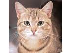 Adopt Occy a Brown Tabby Domestic Shorthair / Mixed Breed (Medium) / Mixed