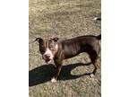 Adopt Penny a Brown/Chocolate American Pit Bull Terrier / Mixed dog in Shohola