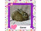 Adopt Carver LOUISVILLE a Other/Unknown / Mixed (short coat) rabbit in