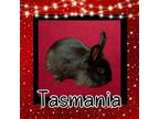 Adopt Tasmania a Lionhead / Mixed (short coat) rabbit in Elizabethtown