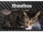 Adopt Maahes a Domestic Shorthair / Mixed (short coat) cat in Crystal Lake