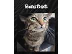 Adopt Bastet a Domestic Shorthair / Mixed (short coat) cat in Crystal Lake