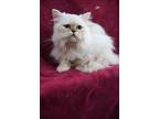 Adopt Paul a Persian / Mixed (short coat) cat in San Jacinto, CA (40989677)