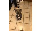 Adopt Heelo a American Pit Bull Terrier / Mixed dog in Lake Charles
