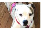 Adopt Sunday (CP) a Brindle - with White Terrier (Unknown Type