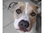 Adopt Maggie (CP) a Red/Golden/Orange/Chestnut - with White Pit Bull Terrier /
