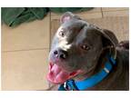 Adopt Jace a Black Pit Bull Terrier dog in Dallas, TX (40524979)