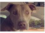 Adopt Hunter (JP) a Brown/Chocolate Weimaraner / Terrier (Unknown Type