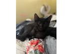 Adopt Oliver a Spotted Tabby/Leopard Spotted Domestic Shorthair / Mixed cat in