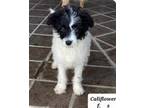 Adopt Cauliflower a Poodle (Standard) dog in Eugene, OR (40992554)