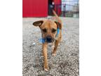 Adopt Tucker a Brown/Chocolate Boxer dog in Oklahoma City, OK (37038234)