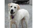 Adopt Callie the Great Pyr a White Great Pyrenees / Border Collie dog in