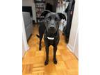 Adopt Daisy a Black Mixed Breed (Large) / Mixed dog in Ajax, ON (40992268)