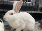 Adopt Lucy a Rex / Mixed rabbit in New York, NY (40910052)