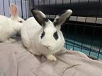 Adopt Trunks a Rex / Mixed rabbit in New York, NY (40910050)