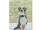 Adopt Lucy a Gray/Silver/Salt & Pepper - with White Beagle / Mixed dog in