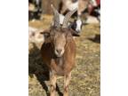 Adopt Shasta a Goat farm-type animal in Peyton, CO (40992076)