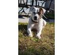 Adopt Jack a White Catahoula Leopard Dog dog in Jacksonville, NC (40992068)