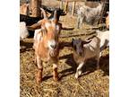 Adopt Sunflower a Goat farm-type animal in Peyton, CO (40978220)