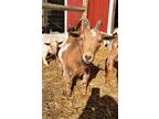 Adopt Kiwi a Goat farm-type animal in Peyton, CO (40978221)