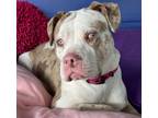 Adopt Nainika a White American Pit Bull Terrier / Mixed dog in Kansas City