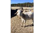 Adopt Marigold a Goat farm-type animal in Peyton, CO (40992086)
