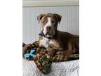 Adopt Applejack a Tan/Yellow/Fawn American Pit Bull Terrier / Mixed dog in