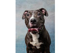 Adopt Sky Sky a Brown/Chocolate American Pit Bull Terrier / Mixed dog in