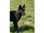 Adopt Urgent Elmer at Risk a Black German Shepherd Dog / Mixed dog in Bonita