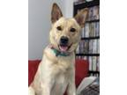 Adopt Vaquita a White German Shepherd Dog / Mixed dog in Hoffman Estates