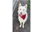 Adopt Milky a White - with Tan, Yellow or Fawn Husky / Mixed dog in Langley
