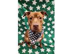 Adopt Bruno a Tan/Yellow/Fawn American Pit Bull Terrier / Mixed Breed (Medium) /