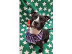 Adopt Babe Ruth a Black American Pit Bull Terrier / Mixed Breed (Medium) / Mixed