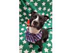 Adopt Babe Ruth a Black American Pit Bull Terrier / Mixed dog in Lafayette