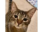 Adopt Dara a Gray, Blue or Silver Tabby Domestic Shorthair (short coat) cat in