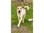 Adopt Merlin a Tricolor (Tan/Brown & Black & White) Australian Cattle Dog /