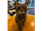 Adopt Sobi a Gray, Blue or Silver Tabby Domestic Shorthair (short coat) cat in