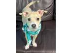 Adopt Cricket a Tan/Yellow/Fawn Cairn Terrier / Mixed dog in Phoenix