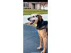 Adopt Randall a Brown/Chocolate - with White Hound (Unknown Type) / Mixed dog in