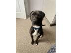 Adopt Django a Black - with White American Staffordshire Terrier / Mutt / Mixed