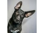 Adopt Rocky a Black - with White Shepherd (Unknown Type) / Australian Cattle Dog