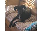 Adopt Velvet a Black Labrador Retriever / Mixed dog in Jacksonville