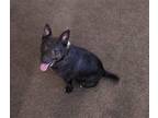 Adopt Maximus a Black - with Brown, Red, Golden, Orange or Chestnut Australian