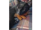 Adopt Queenie a Black (Mostly) American Shorthair / Mixed (short coat) cat in