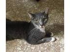 Adopt Sebastian a Gray, Blue or Silver Tabby Domestic Shorthair (short coat) cat