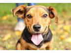 Adopt Remus a Red/Golden/Orange/Chestnut Basset Hound / Beagle / Mixed dog in